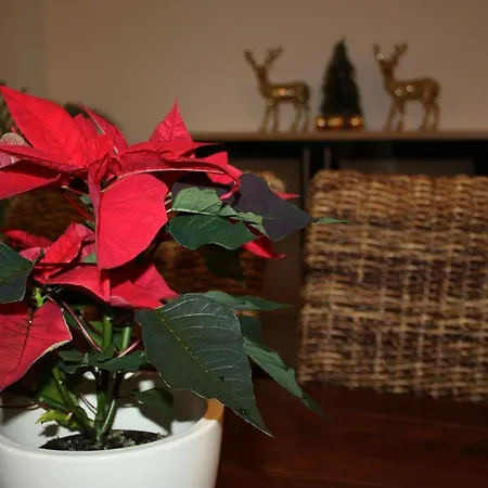 Fewo-elesmera Apartment *